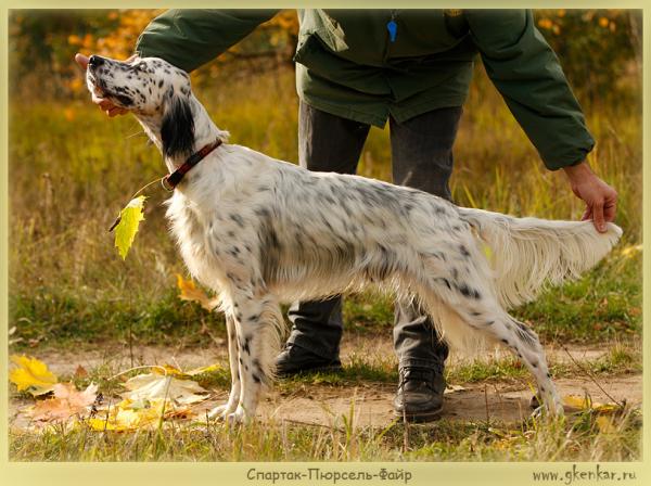 Английский сеттер, ПЮРСЕЛЬ СПАРТАК ФАЙР, ID по базе HuntDogs.Ru: 3990