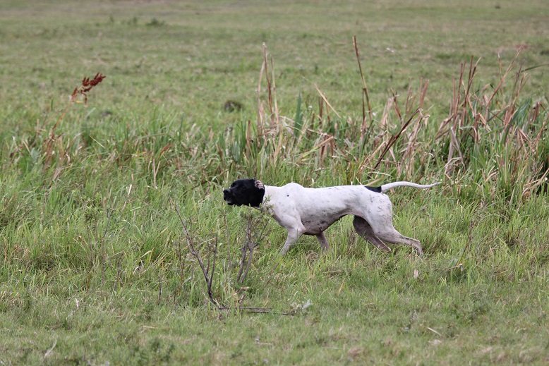 Английский пойнтер, Зара, ID по базе HuntDogs.Ru: 4052