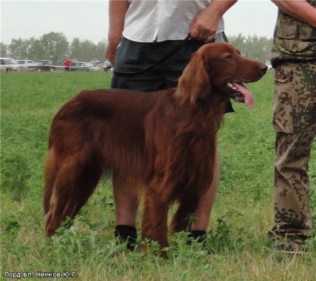 Ирландский сеттер, Лорд, ID по базе HuntDogs.Ru: 4047