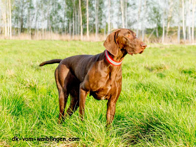 Курцхаар, Beauty vom Engelsheim, ID по базе HuntDogs.Ru: 4084