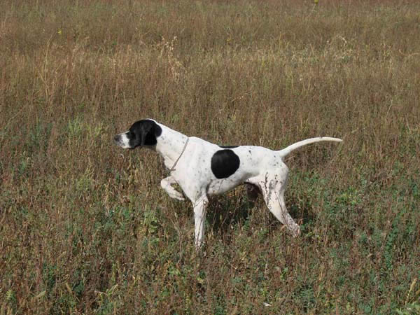 Английский пойнтер, Вулкан дю Клоз де ла Баудельер / VULCAIN DU CLOS DE LA BAUDELIERE, ID по базе HuntDogs.Ru: 400