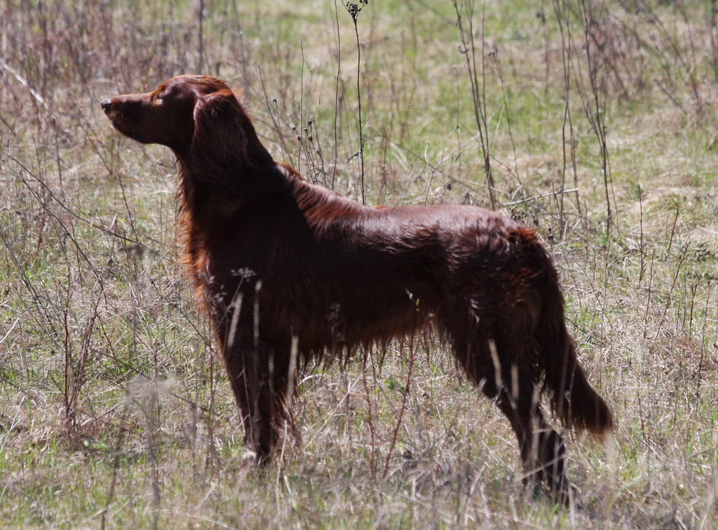 Ирландский сеттер, ЧП.Пинта-Сорди, ID по базе HuntDogs.Ru: 482