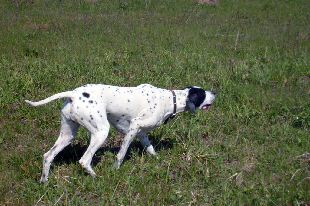 Английский пойнтер, ЛЕСНЫХ ПОЛЯН МАЛЬВАЗИЯ, ID по базе HuntDogs.Ru: 484