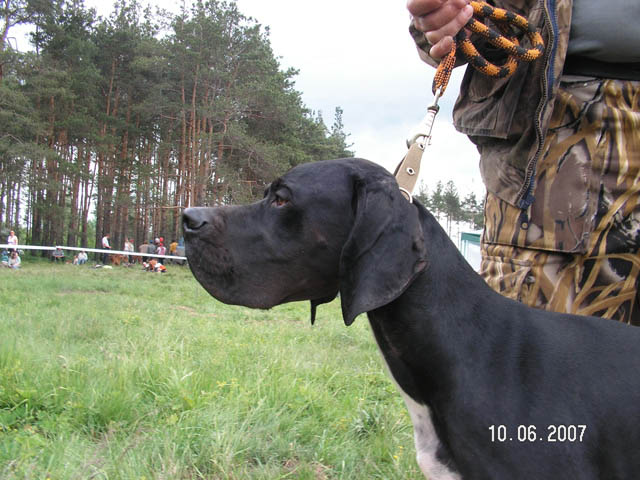 Английский пойнтер, Карат, ID по базе HuntDogs.Ru: 490