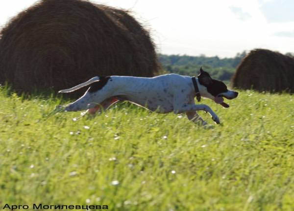 Английский пойнтер, Арго, ID по базе HuntDogs.Ru: 424