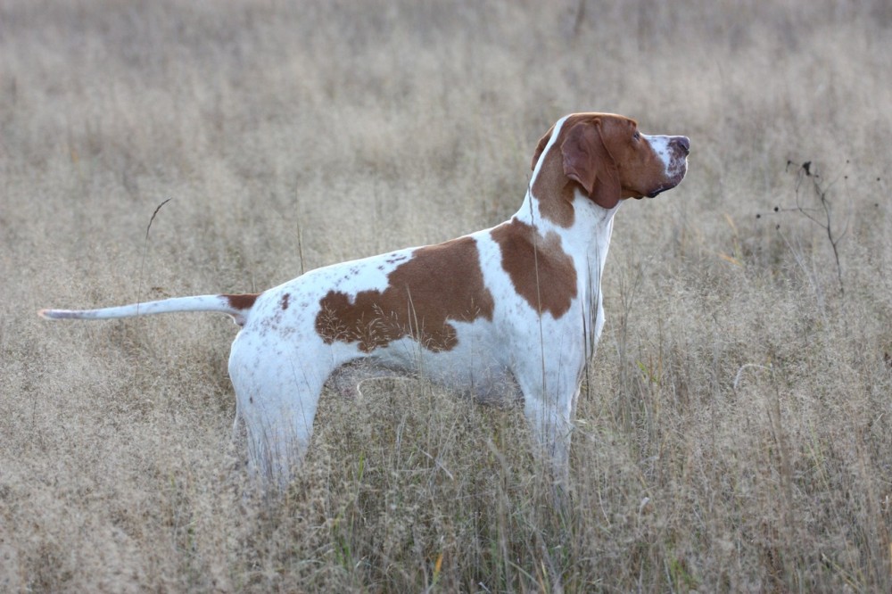 Английский пойнтер, Арчи Гудвин, ID по базе HuntDogs.Ru: 407