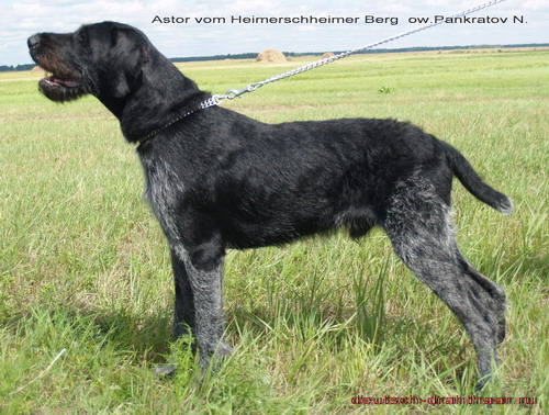 Дратхаар, ASTOR vom HEIMERSHEIMER BERG, ID по базе HuntDogs.Ru: 431