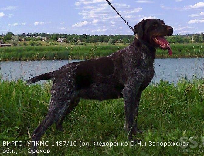 Дратхаар, ВИРГО, ID по базе HuntDogs.Ru: 4119