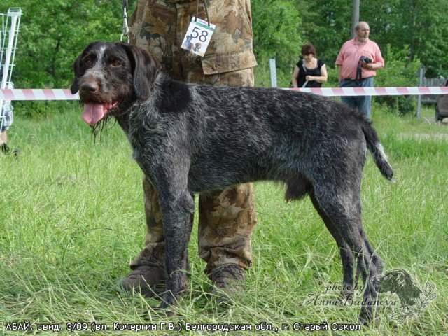 Дратхаар, АБАЙ, ID по базе HuntDogs.Ru: 4127