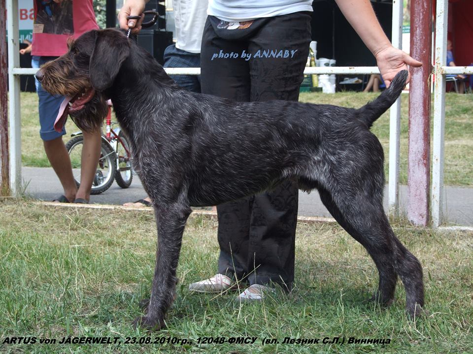 Дратхаар, ARTUS von JÄGERWELT, ID по базе HuntDogs.Ru: 41316