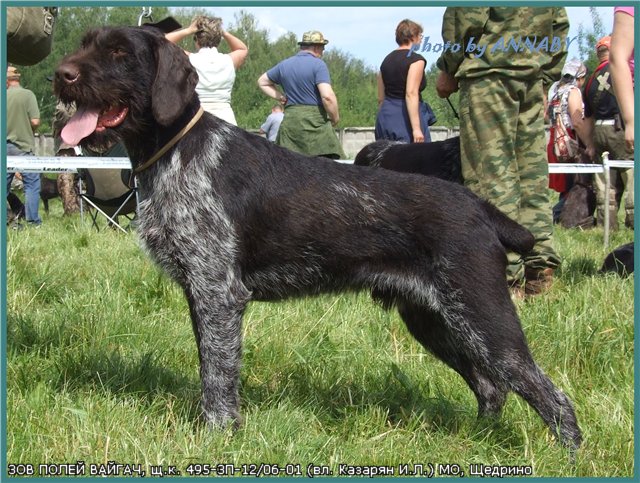 Дратхаар, ЗОВ ПОЛЕЙ ВАЙГАЧ, ID по базе HuntDogs.Ru: 41380