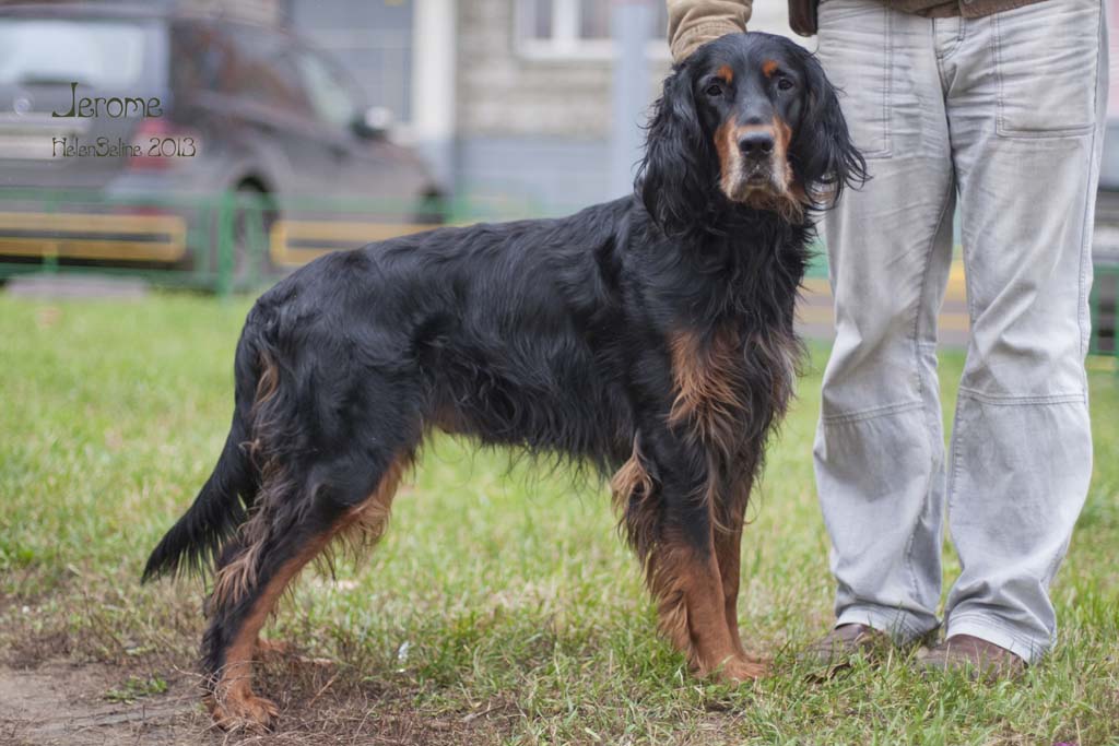 Шотландский сеттер (Гордон), Жером, ID по базе HuntDogs.Ru: 41438