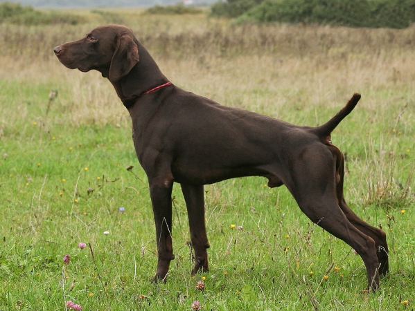 Курцхаар, Nelson vom Jagdhundegestirn, ID по базе HuntDogs.Ru: 41451