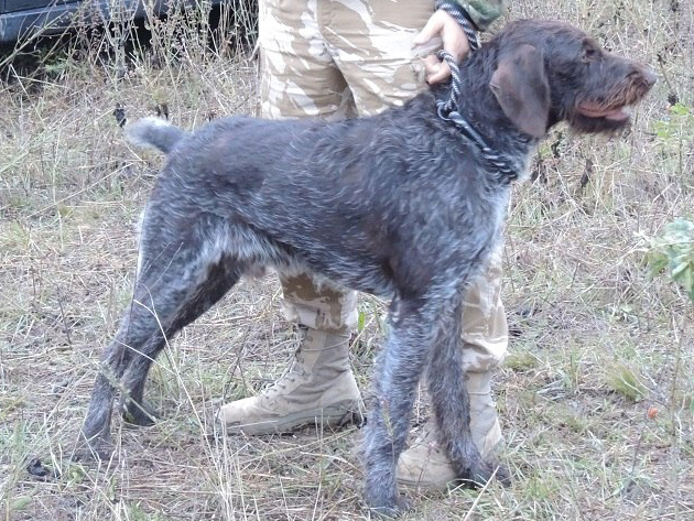 Дратхаар, Т-Атос, ID по базе HuntDogs.Ru: 41429