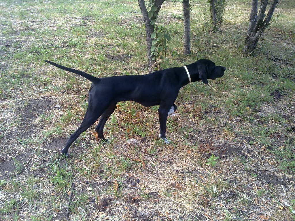 Английский пойнтер, Debby Black Rose, ID по базе HuntDogs.Ru: 41466