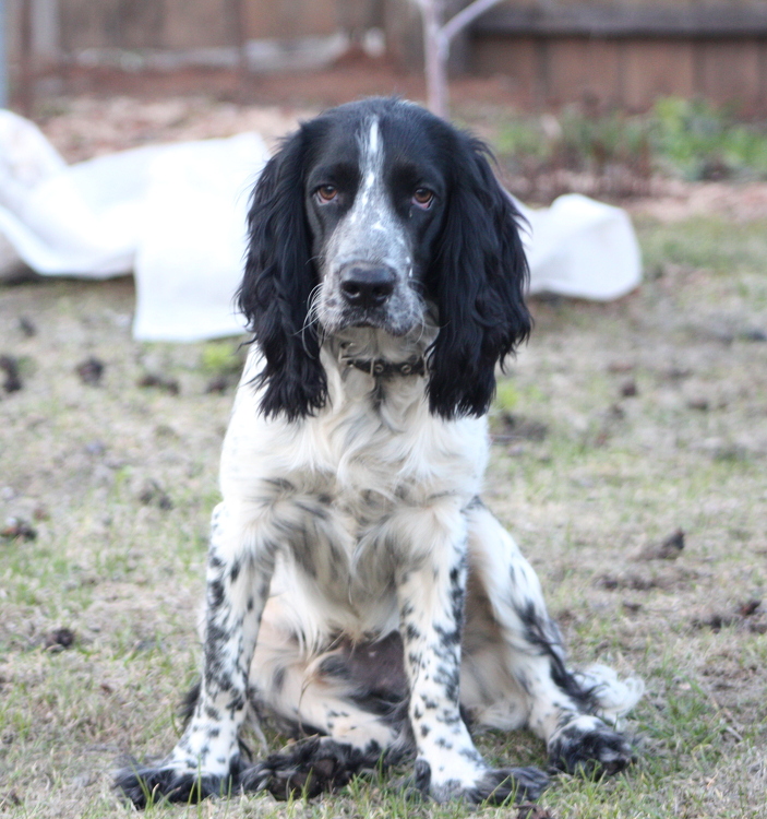 Русский охотничий спаниель, Барей-Бенедикт, ID по базе HuntDogs.Ru: 41545