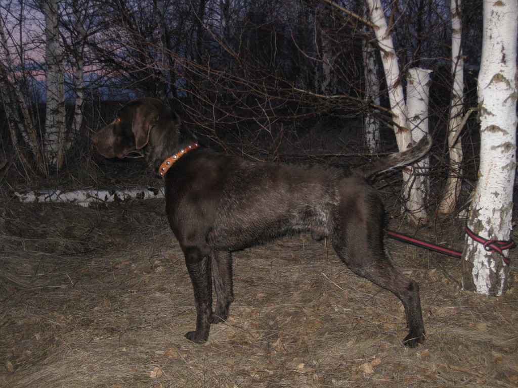 Курцхаар, Еврон, ID по базе HuntDogs.Ru: 41597