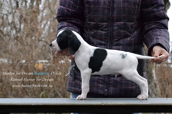 Английский пойнтер, HUNTER FOR DREAM BAMBINO, ID по базе HuntDogs.Ru: 41651