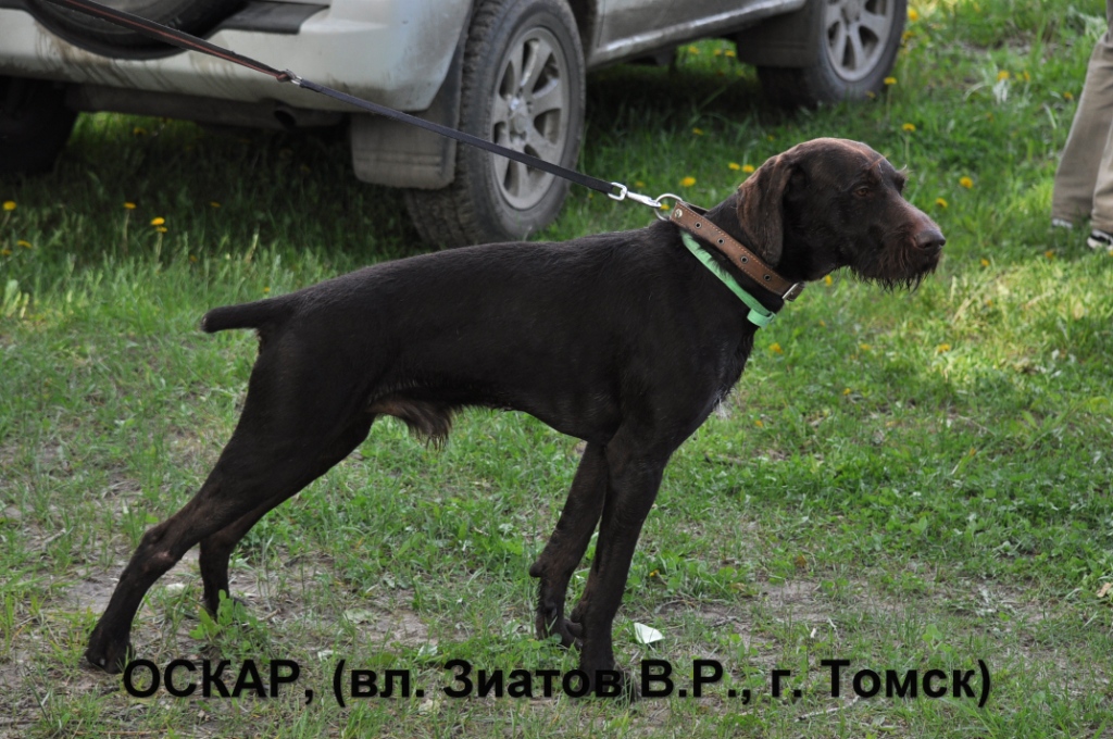 Дратхаар, ОСКАР, ID по базе HuntDogs.Ru: 41662