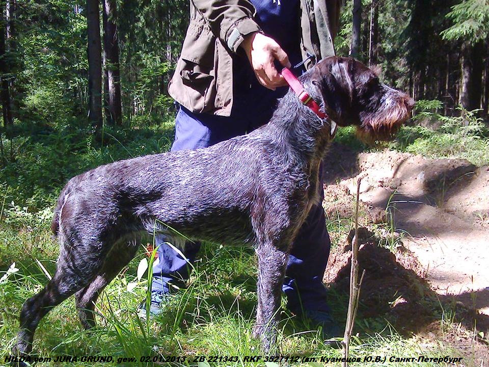 Дратхаар, HILDA vom JURA-GRUND, ID по базе HuntDogs.Ru: 41631