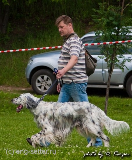 Английский сеттер, п.п.Сильвер, ID по базе HuntDogs.Ru: 41706