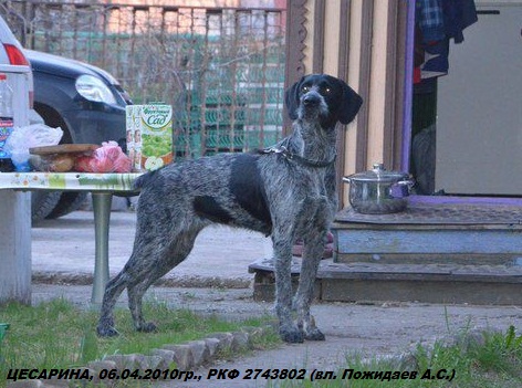 Дратхаар, ЦЕСАРИНА, ID по базе HuntDogs.Ru: 41771