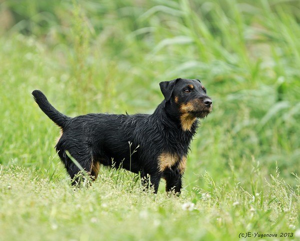 Немецкий охотничий терьер (Ягдтерьер), Икар, ID по базе HuntDogs.Ru: 41825