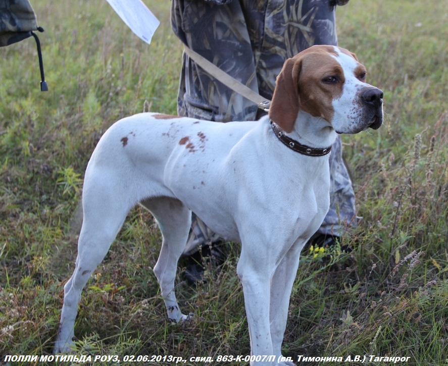 Английский пойнтер, ПОЛЛИ МАТИЛЬДА РОУЗ, ID по базе HuntDogs.Ru: 41845