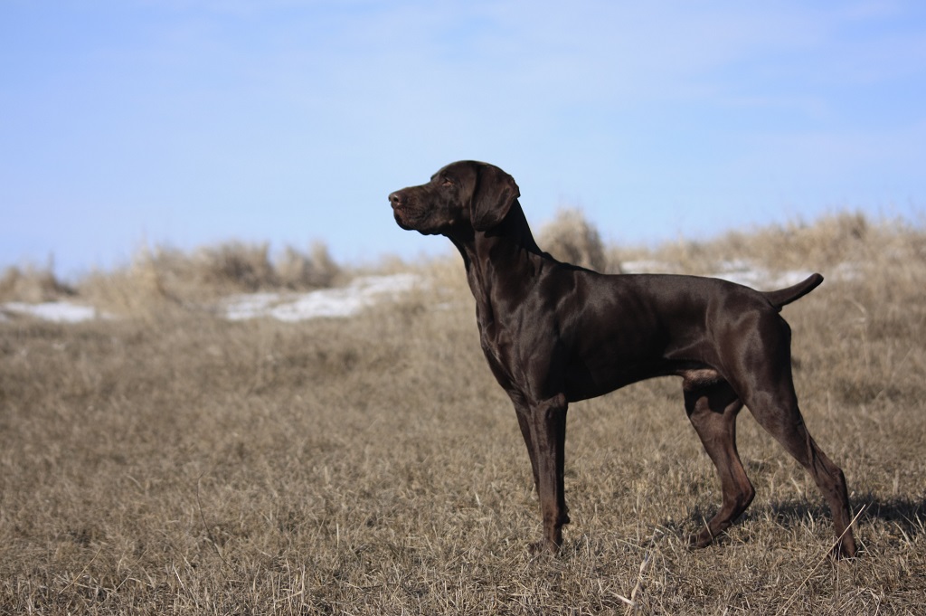 Курцхаар, ЗОВ ПОЛЕЙ НЕЙТОН, ID по базе HuntDogs.Ru: 41850