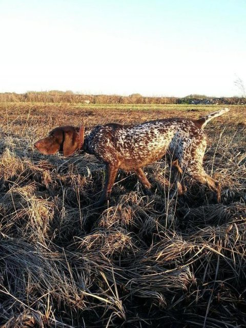 Курцхаар, ЗОВ ПОЛЕЙ НОРМАН ГРЭЙ, ID по базе HuntDogs.Ru: 41849