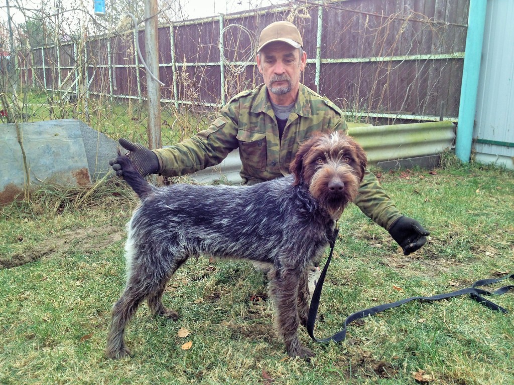 Дратхаар, Веджетта-Азор, ID по базе HuntDogs.Ru: 41909