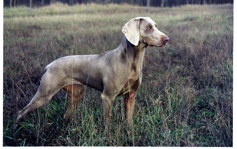 Веймарская легавая, ChTr, ChFr. Lorette des Ombres des Quatre Nuits, ID по базе HuntDogs.Ru: 41964