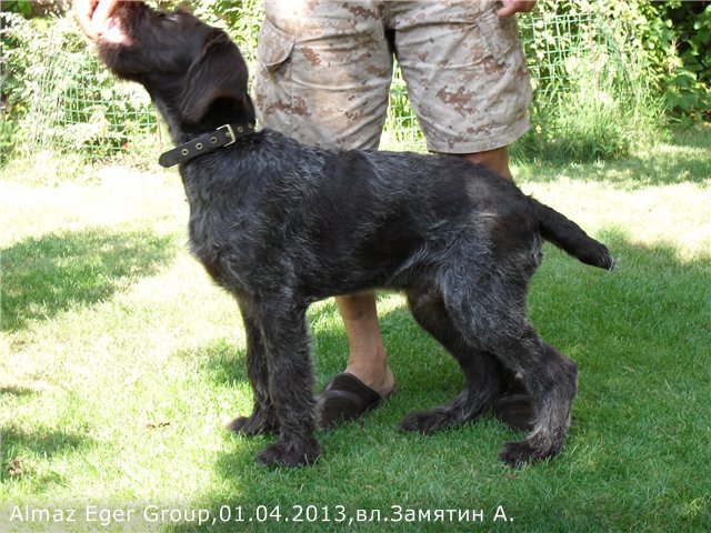 Дратхаар, ALMAZ EGER GROUP, ID по базе HuntDogs.Ru: 41969