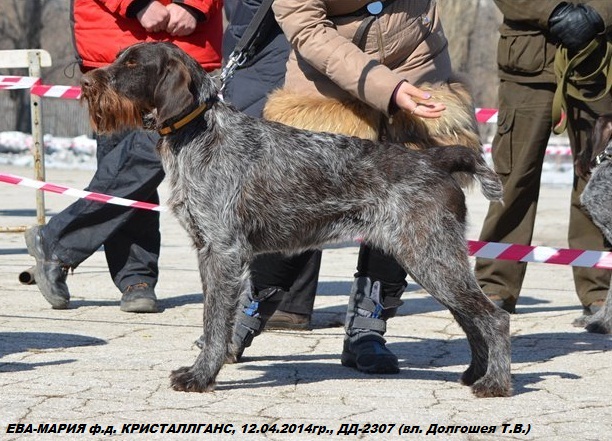 Дратхаар, ЕВА-МАРИЯ ф.д. КРИСТАЛЛГАНС, ID по базе HuntDogs.Ru: 42069