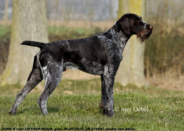 Дратхаар, /JORK II vom LIETHER-MOOR, ID по базе HuntDogs.Ru: 42063