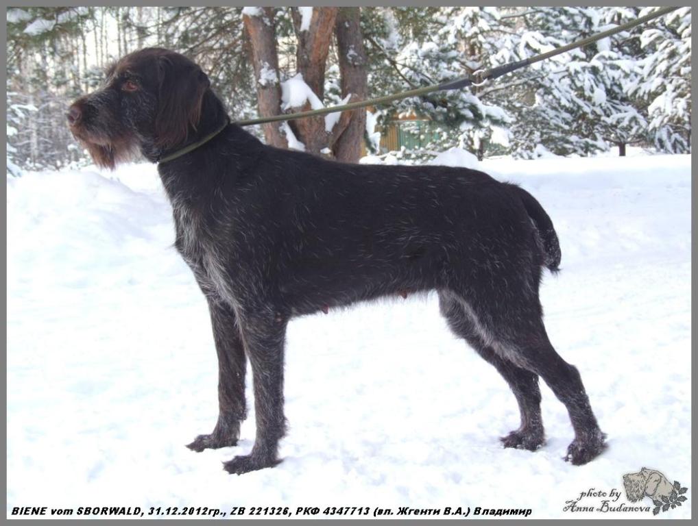 Дратхаар, ч. BIENE vom SBORWALD, ID по базе HuntDogs.Ru: 42083