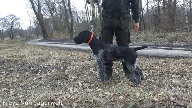 Дратхаар, / FREYA von JAGERWELT, ID по базе HuntDogs.Ru: 42135