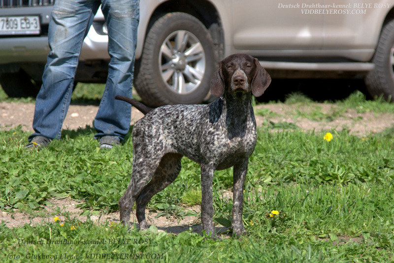 Курцхаар, Зов Полей ШЕЛЛИ, ID по базе HuntDogs.Ru: 42190