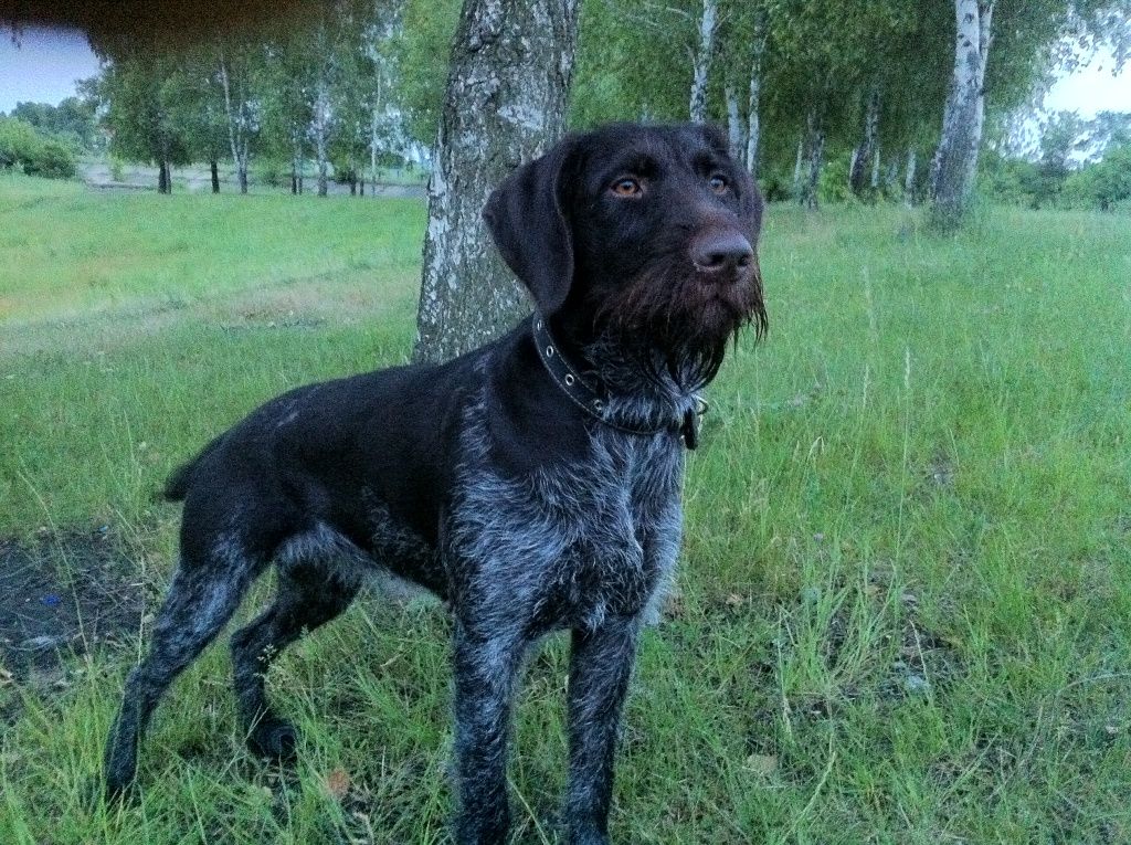 Дратхаар, BELLA od HUDECA, ID по базе HuntDogs.Ru: 42204