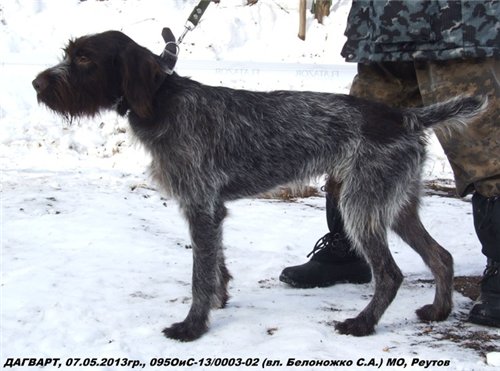 Дратхаар, ДАГВАРД, ID по базе HuntDogs.Ru: 42241