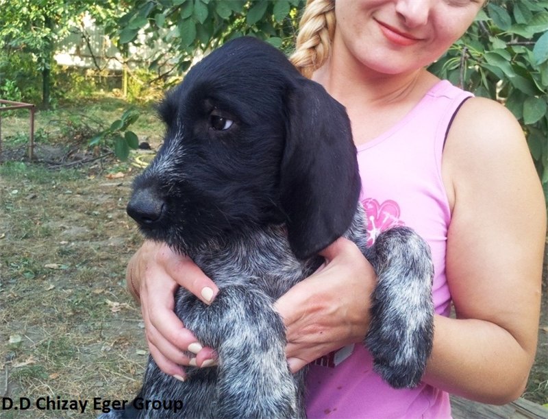 Дратхаар, СHIZAY EGER GROUP, ID по базе HuntDogs.Ru: 42257