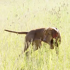 Венгерская легавая (Выжла), Sugar Rubin of Hungary, ID по базе HuntDogs.Ru: 42273