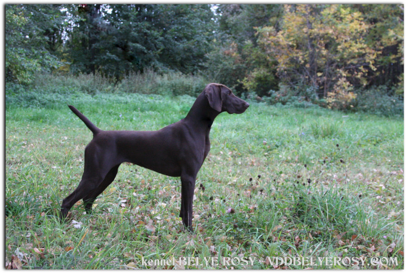 Курцхаар, CARA von der KROPSTÄDTER HEIDE, ID по базе HuntDogs.Ru: 42279