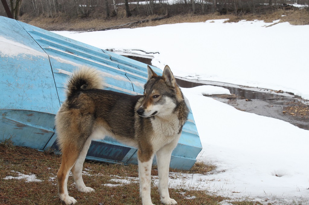 Западносибирская лайка, Юкс-Атос, ID по базе HuntDogs.Ru: 42297