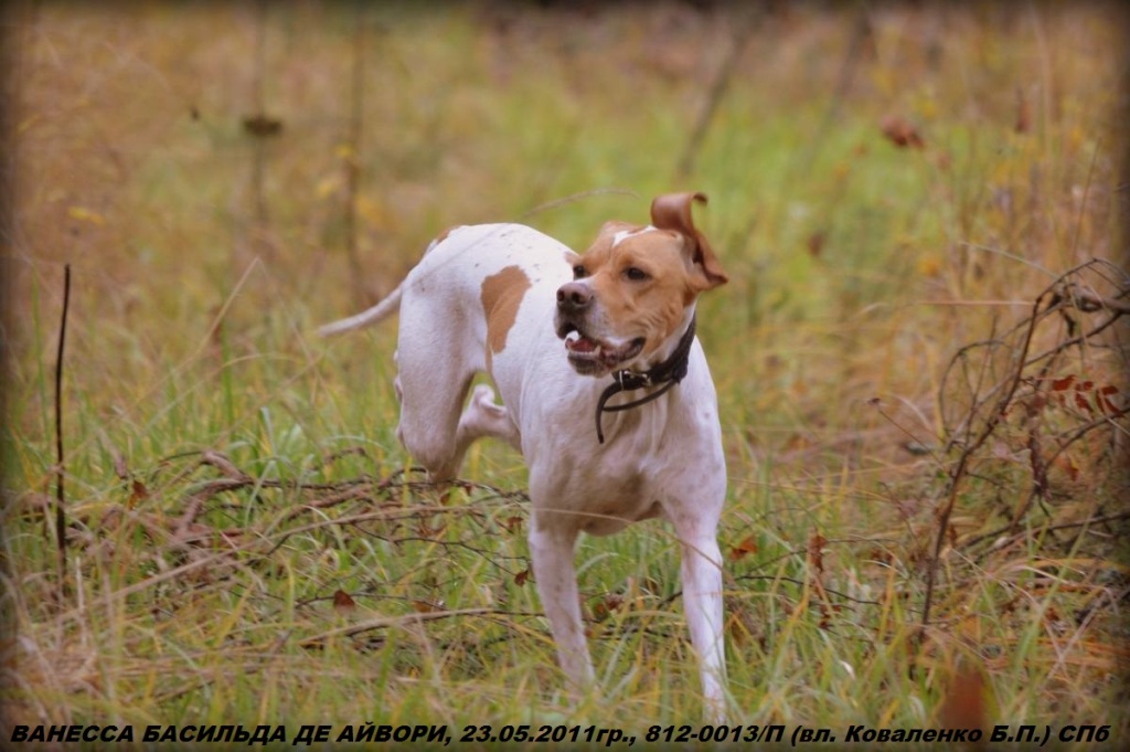 Английский пойнтер, ВАНЕССА БАСИЛЬДА ДЕ АЙВОРИ, ID по базе HuntDogs.Ru: 42305