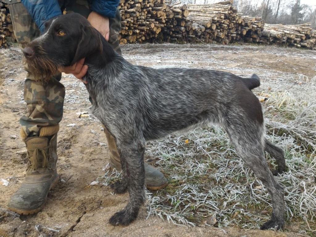 Дратхаар, GABRIELLA, ID по базе HuntDogs.Ru: 42313