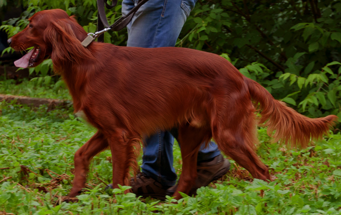 Ирландский сеттер, ЛЛОЙД Осенний ветер, ID по базе HuntDogs.Ru: 42331