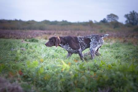 Курцхаар, Теди Теодор, ID по базе HuntDogs.Ru: 42340