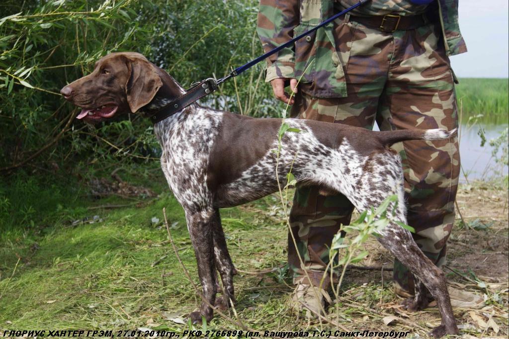 Курцхаар, ГЛОРИУС ХАНТЕР ГРЭМ, ID по базе HuntDogs.Ru: 42301