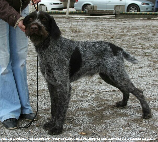 Дратхаар, ВАЛЬД ДЭЙМОН, ID по базе HuntDogs.Ru: 42408